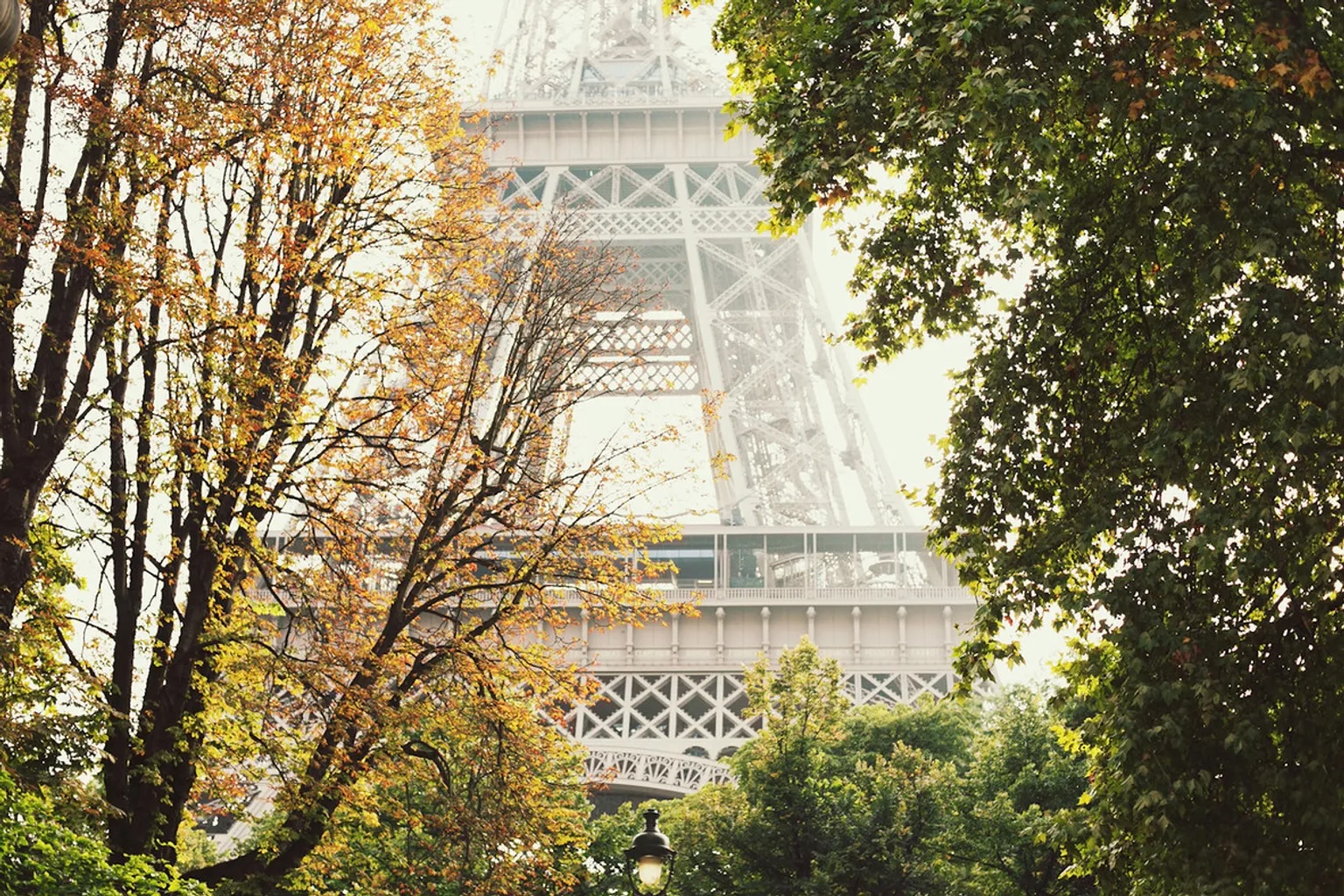 Eiffel Tower framed by autumn foliage in Paris